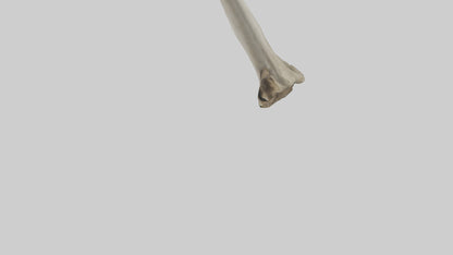 Elephant Tibia 3D model