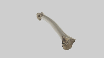 Elephant Tibia 3D model