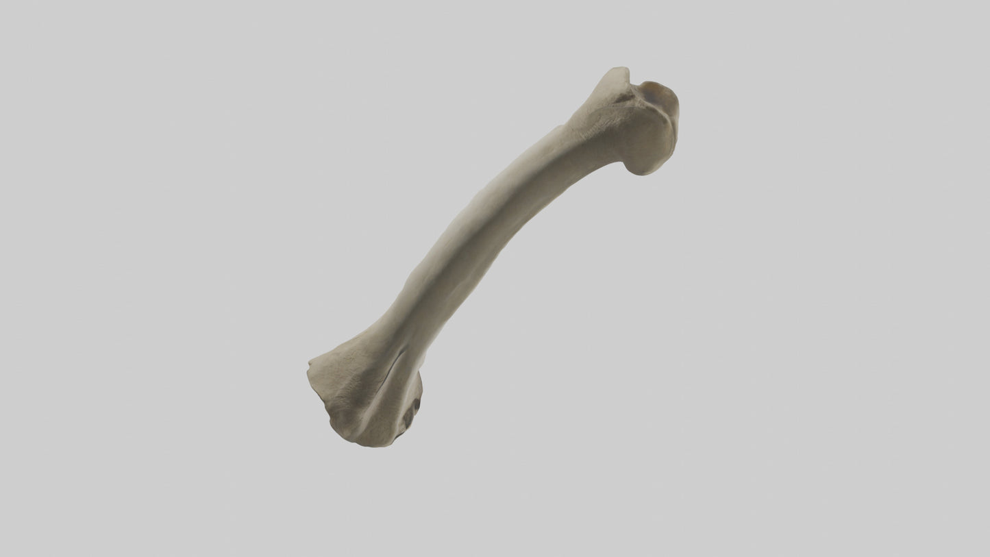 Elephant Tibia 3D model