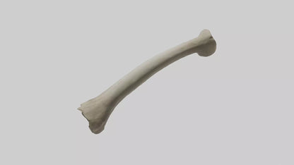 Elephant Tibia 3D model