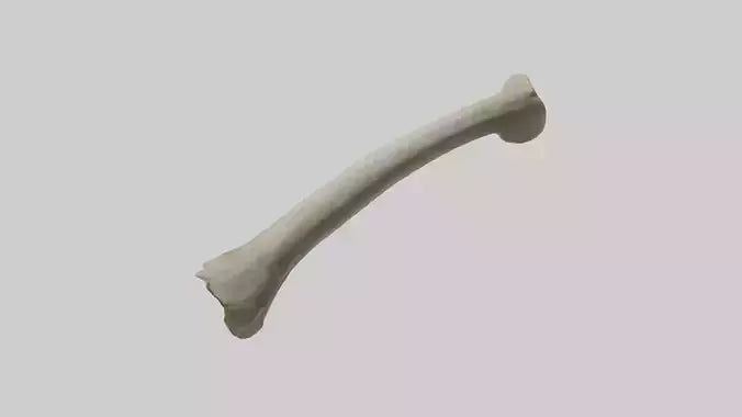 Elephant Tibia 3D model