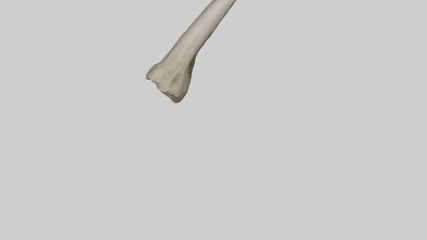 Elephant Tibia 3D model