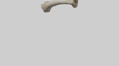 Elephant Tibia 3D model