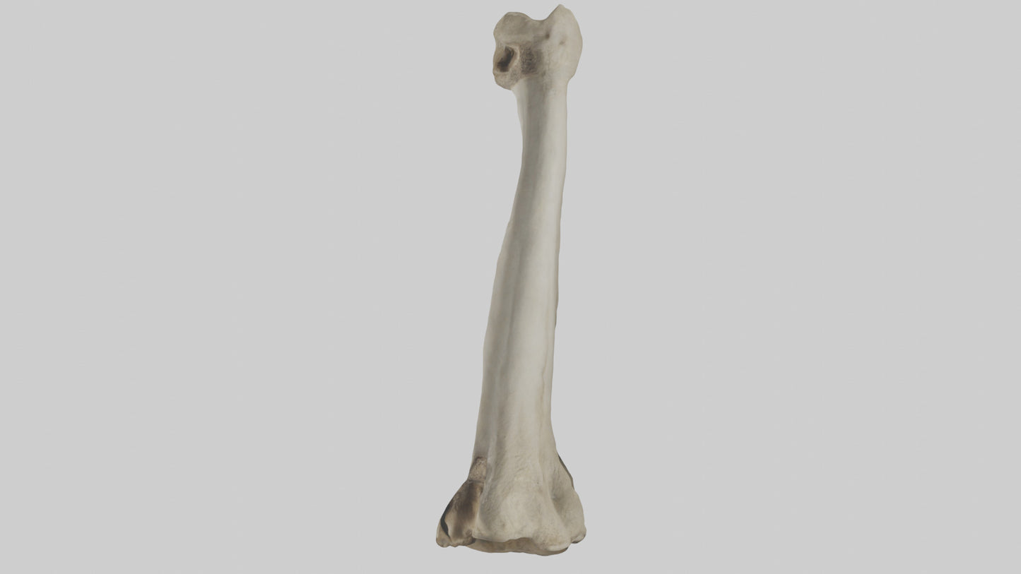 Elephant Tibia 3D model