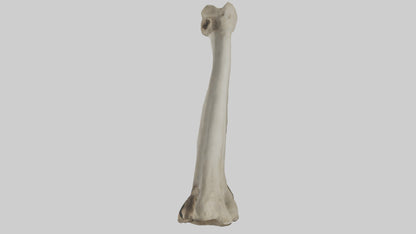 Elephant Tibia 3D model