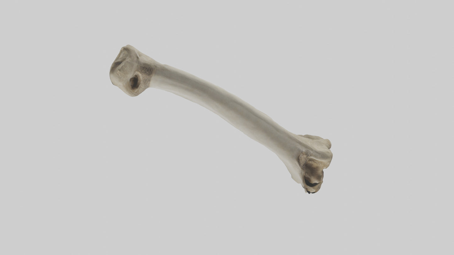 Elephant Tibia 3D model