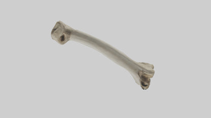 Elephant Tibia 3D model