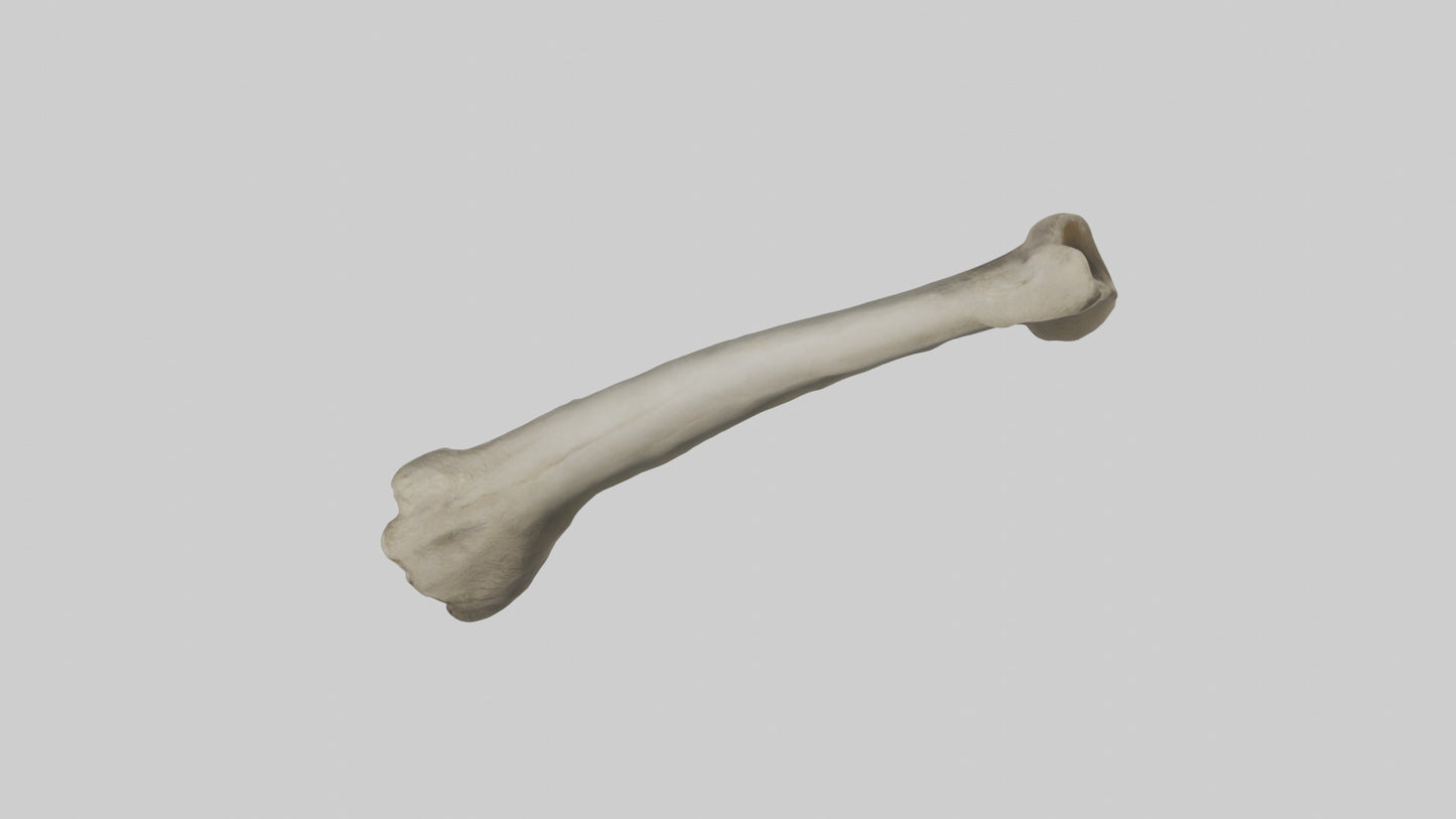 Elephant Tibia 3D model
