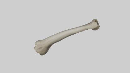 Elephant Tibia 3D model