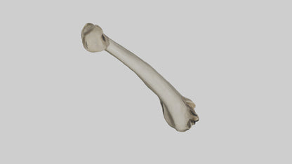 Elephant Tibia 3D model
