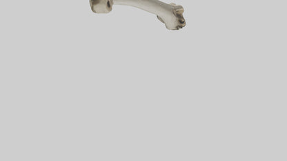 Elephant Tibia 3D model