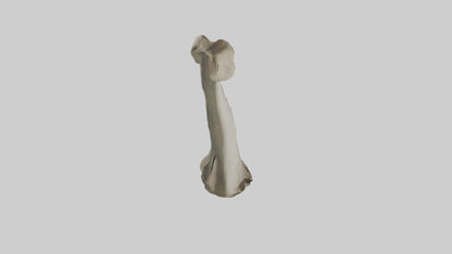 Elephant Tibia 3D model
