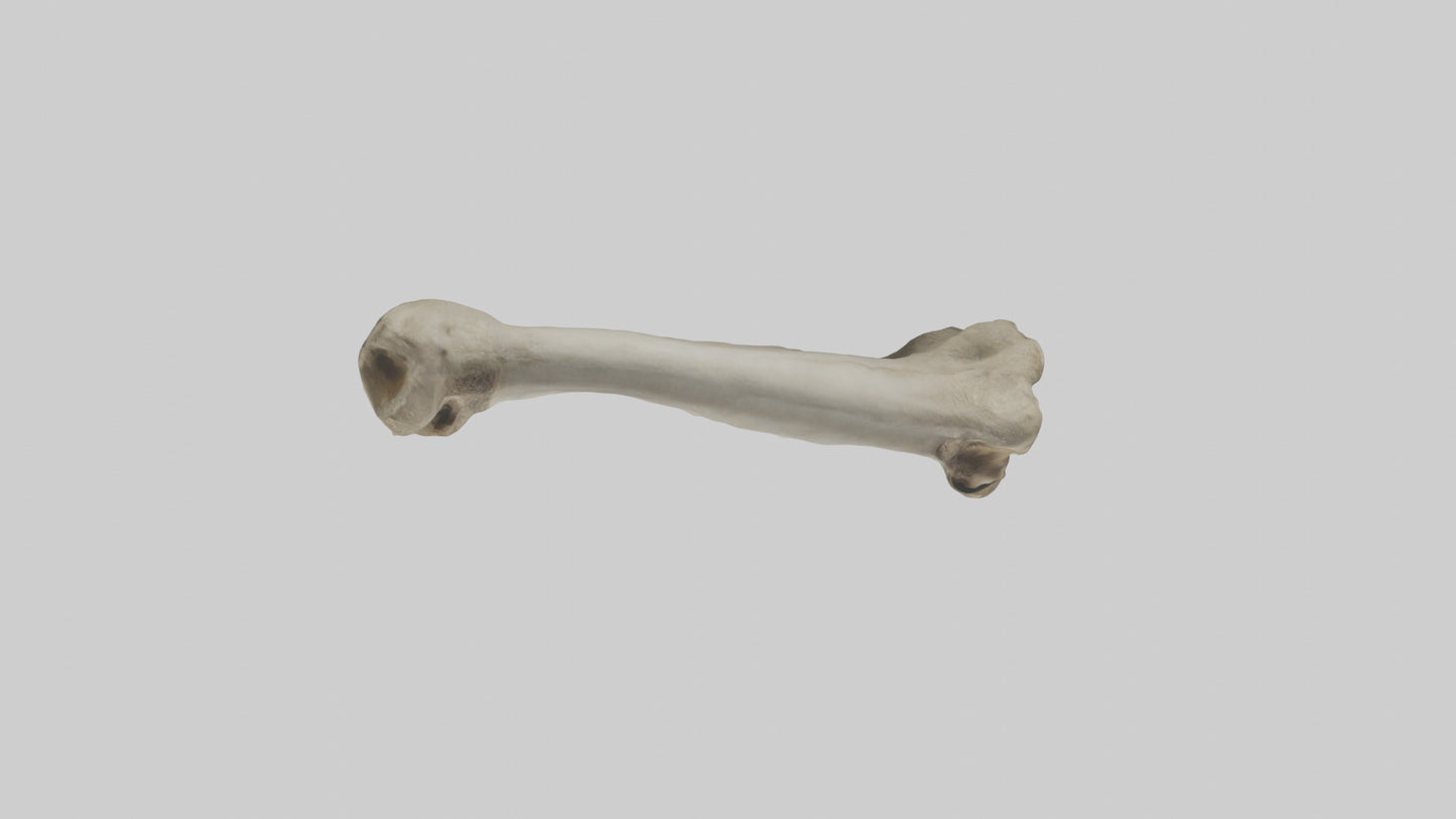 Elephant Tibia 3D model