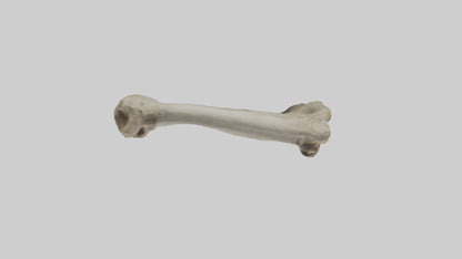 Elephant Tibia 3D model