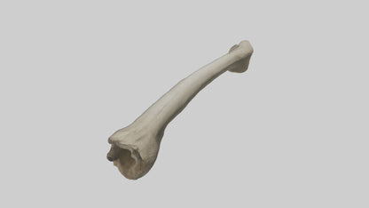Elephant Tibia 3D model