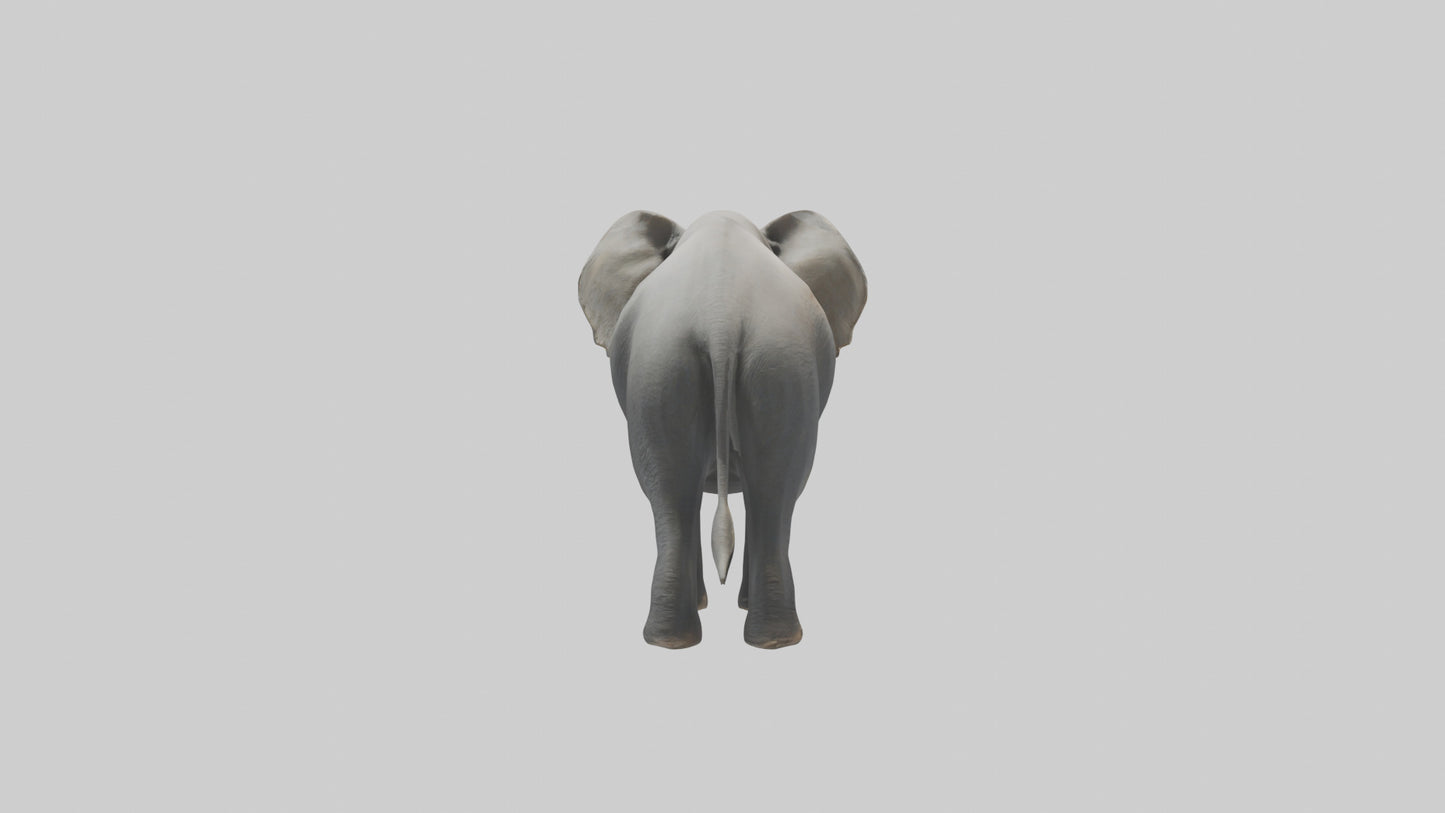 Elephant trumpeting model VR / AR / low-poly