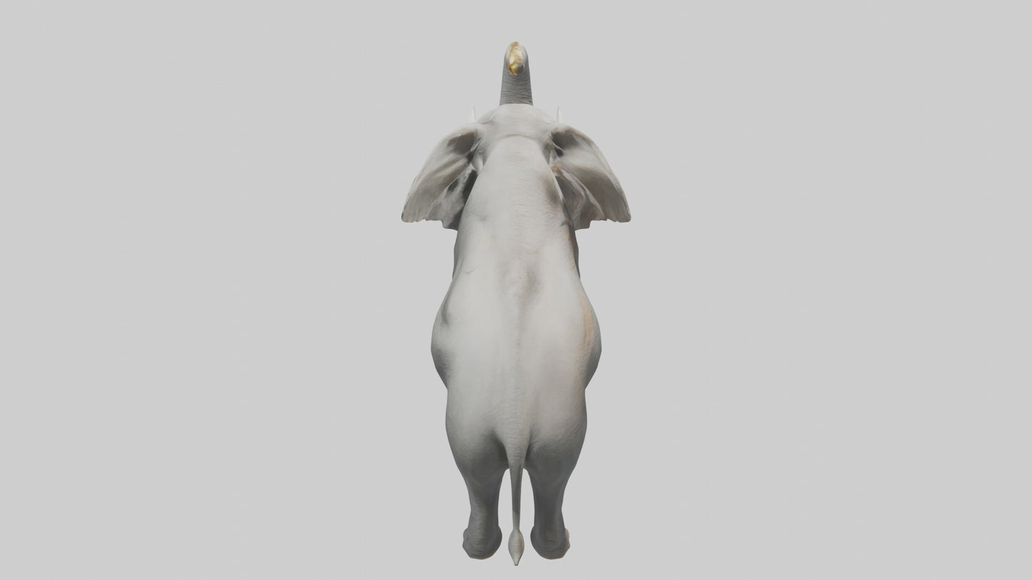 Elephant trumpeting model VR / AR / low-poly