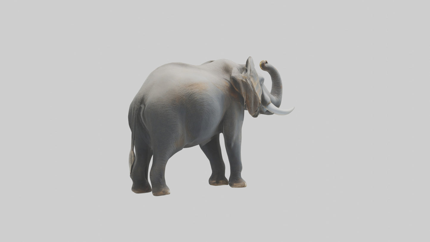 Elephant trumpeting model VR / AR / low-poly