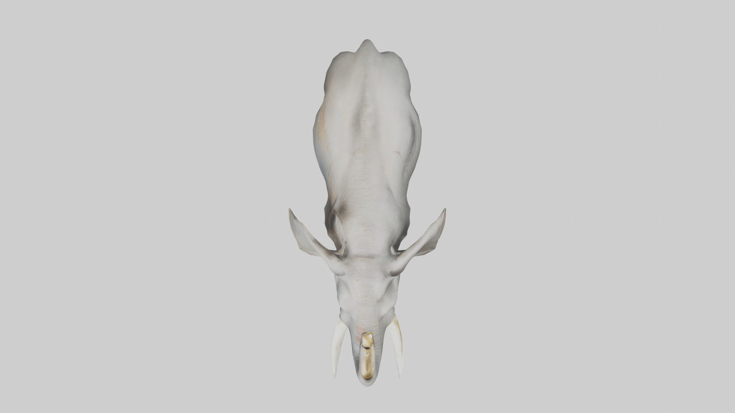 Elephant trumpeting model VR / AR / low-poly