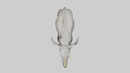 Elephant trumpeting model VR / AR / low-poly