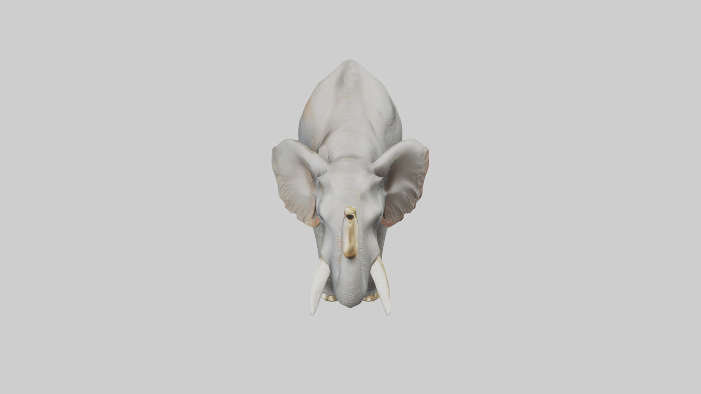 Elephant trumpeting model VR / AR / low-poly