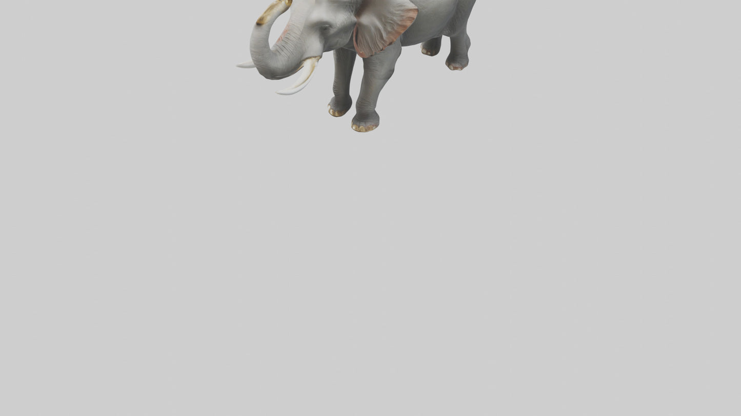 Elephant trumpeting model VR / AR / low-poly