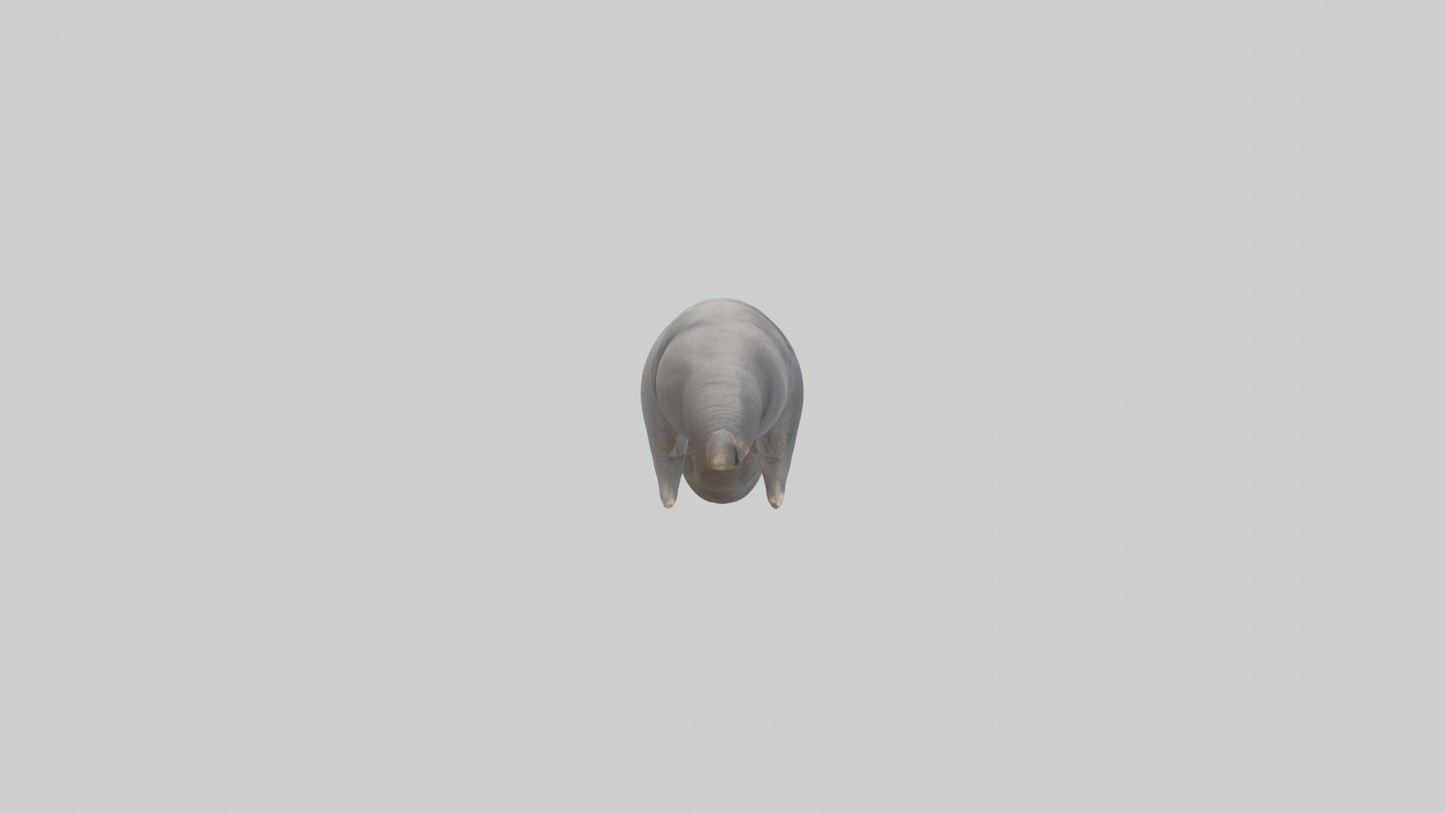 3D model Elephant Trunk VR / AR / low-poly