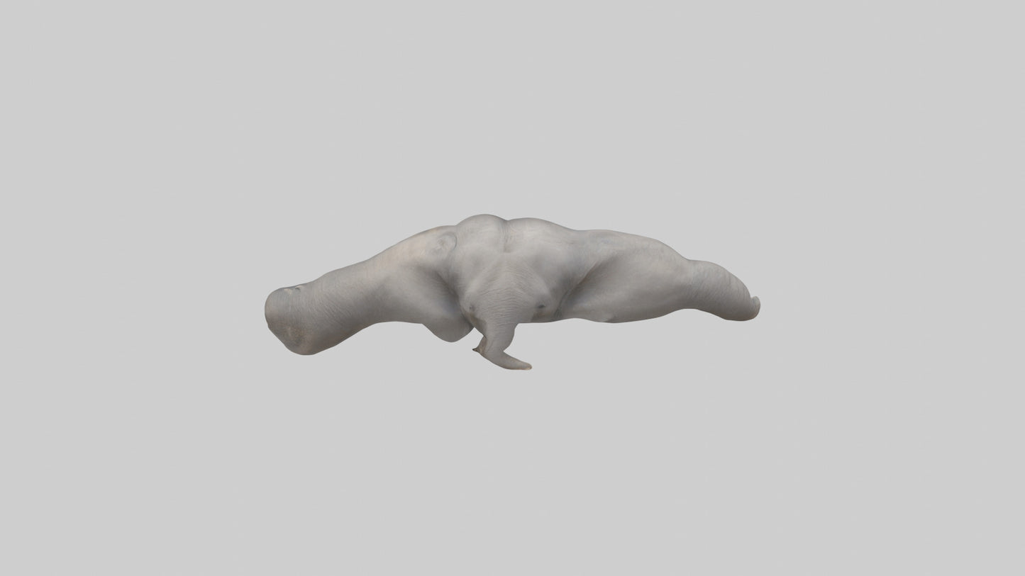 3D model Elephant Trunk VR / AR / low-poly