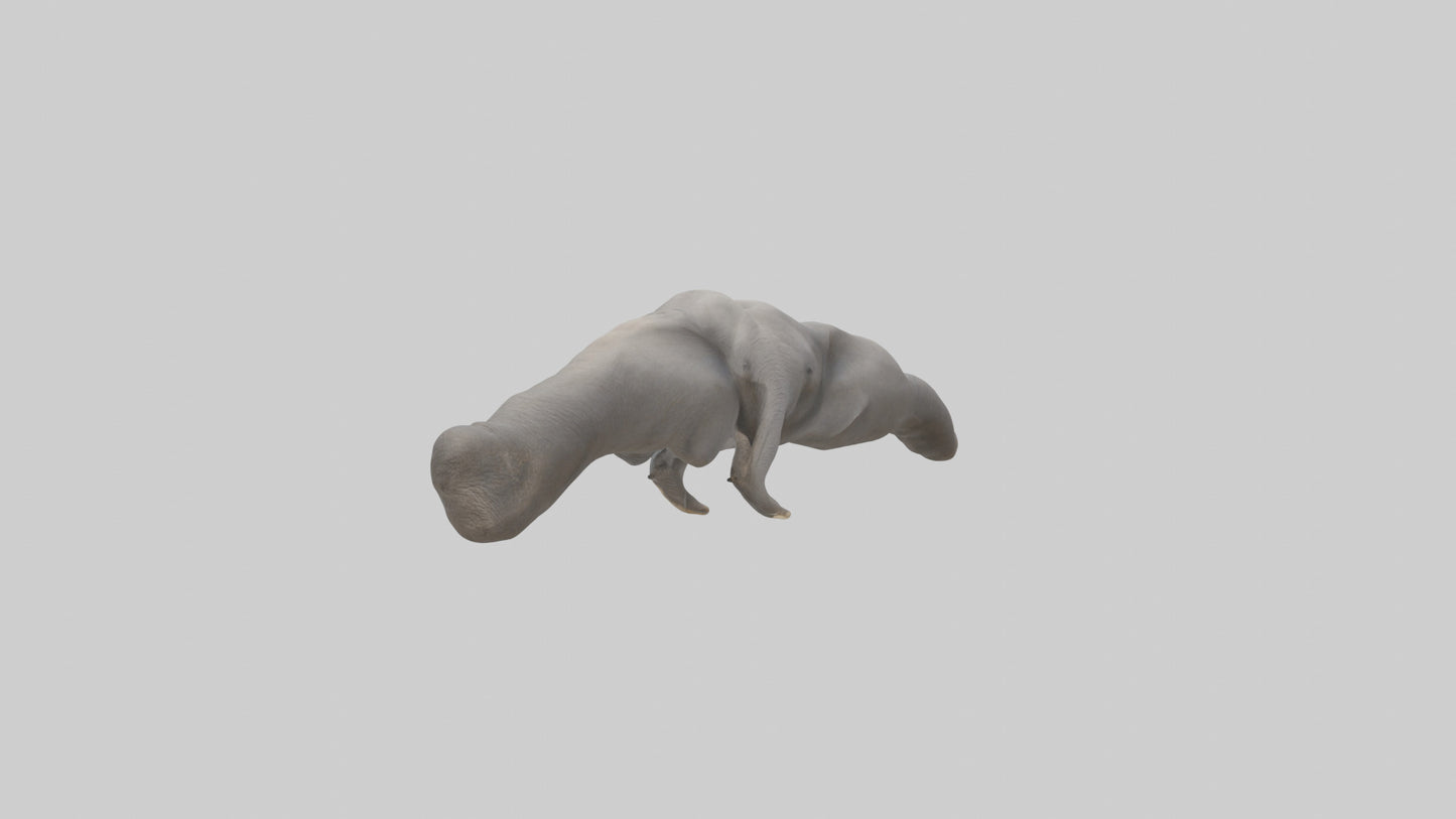 3D model Elephant Trunk VR / AR / low-poly