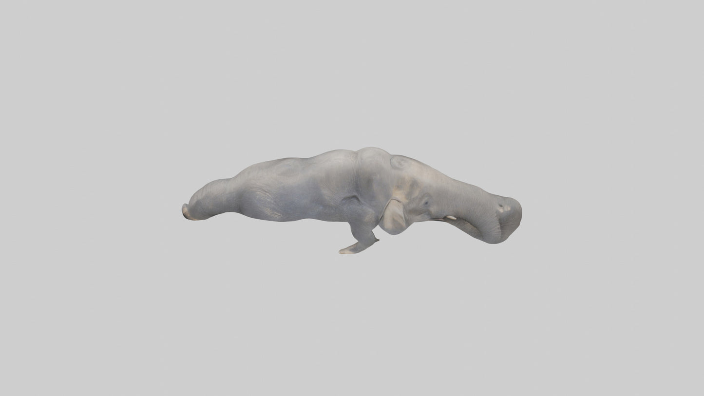 3D model Elephant Trunk VR / AR / low-poly