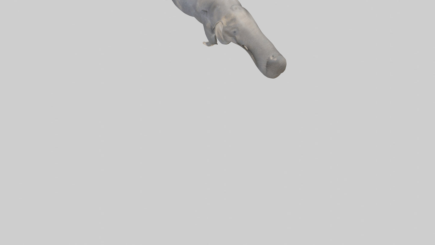 3D model Elephant Trunk VR / AR / low-poly