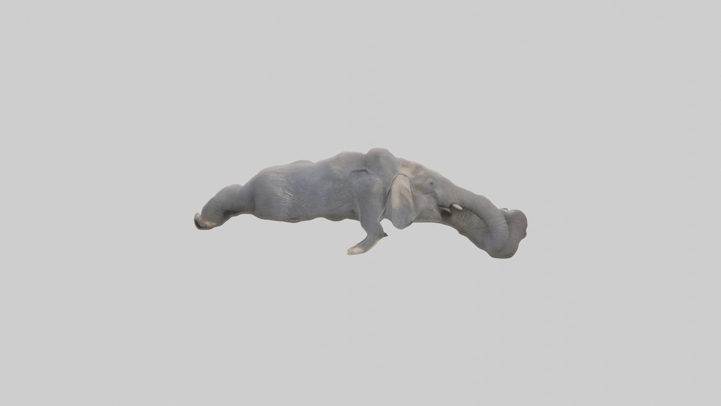 3D model Elephant Trunk VR / AR / low-poly