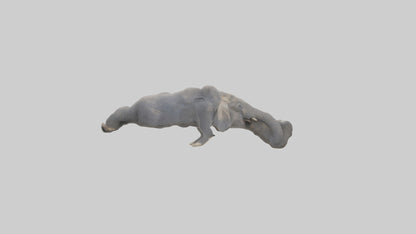 Elephant Trunk Model 3D model