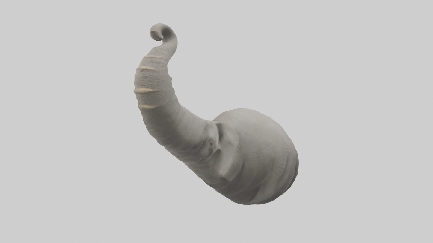 Elephant Trunk Model 3D model