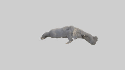 Elephant Trunk Model 3D model