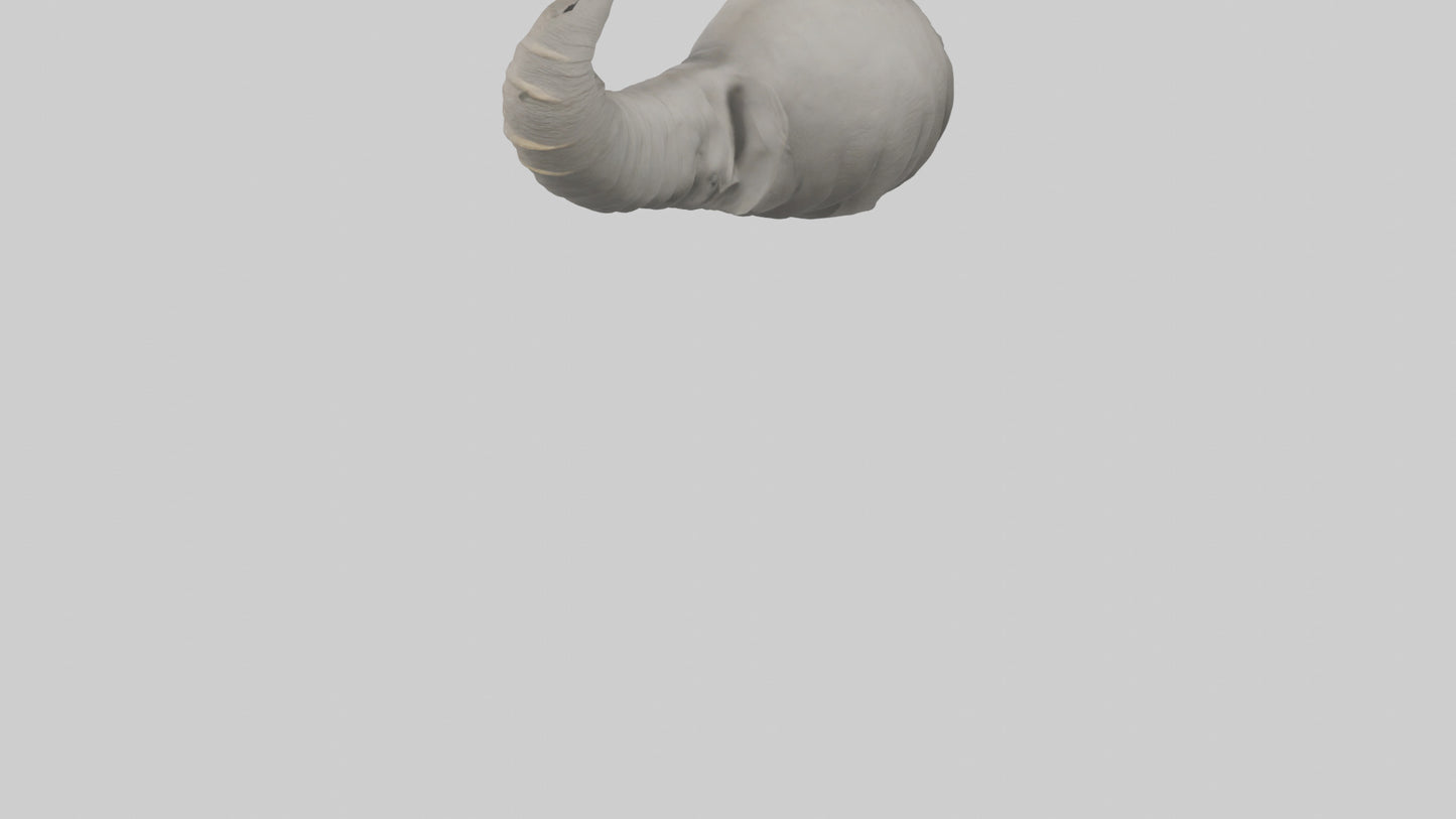 Elephant Trunk Model 3D model
