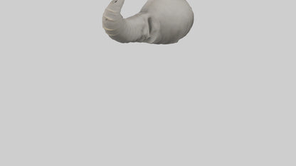 Elephant Trunk Model 3D model