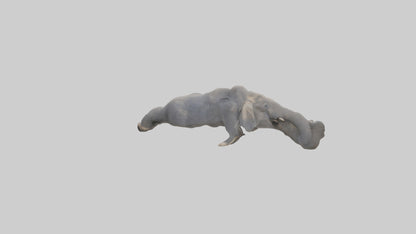 Elephant Trunk Model 3D model