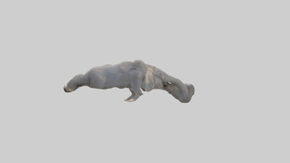 Elephant Trunk Model 3D model