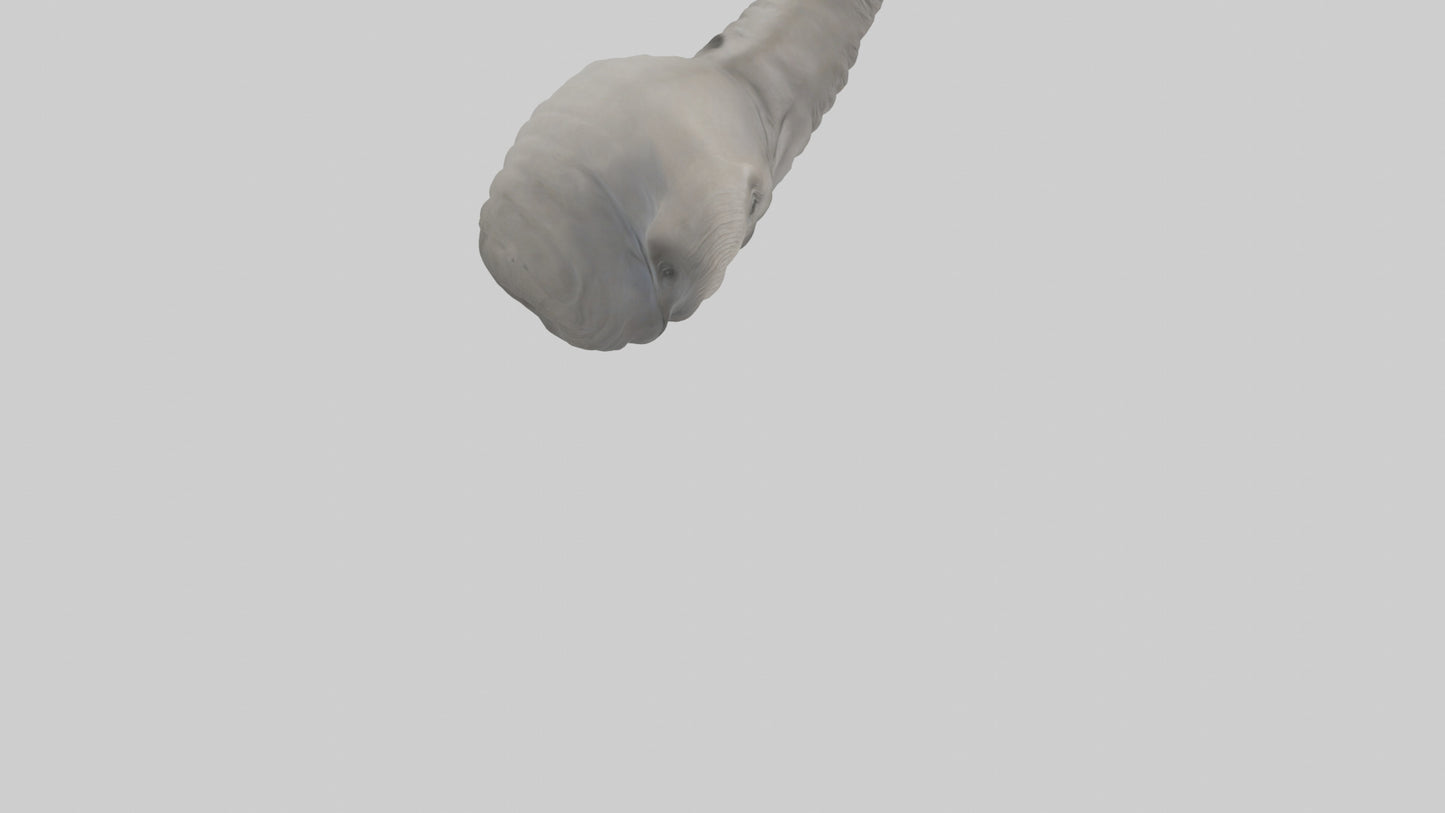 Elephant Trunk Model 3D model