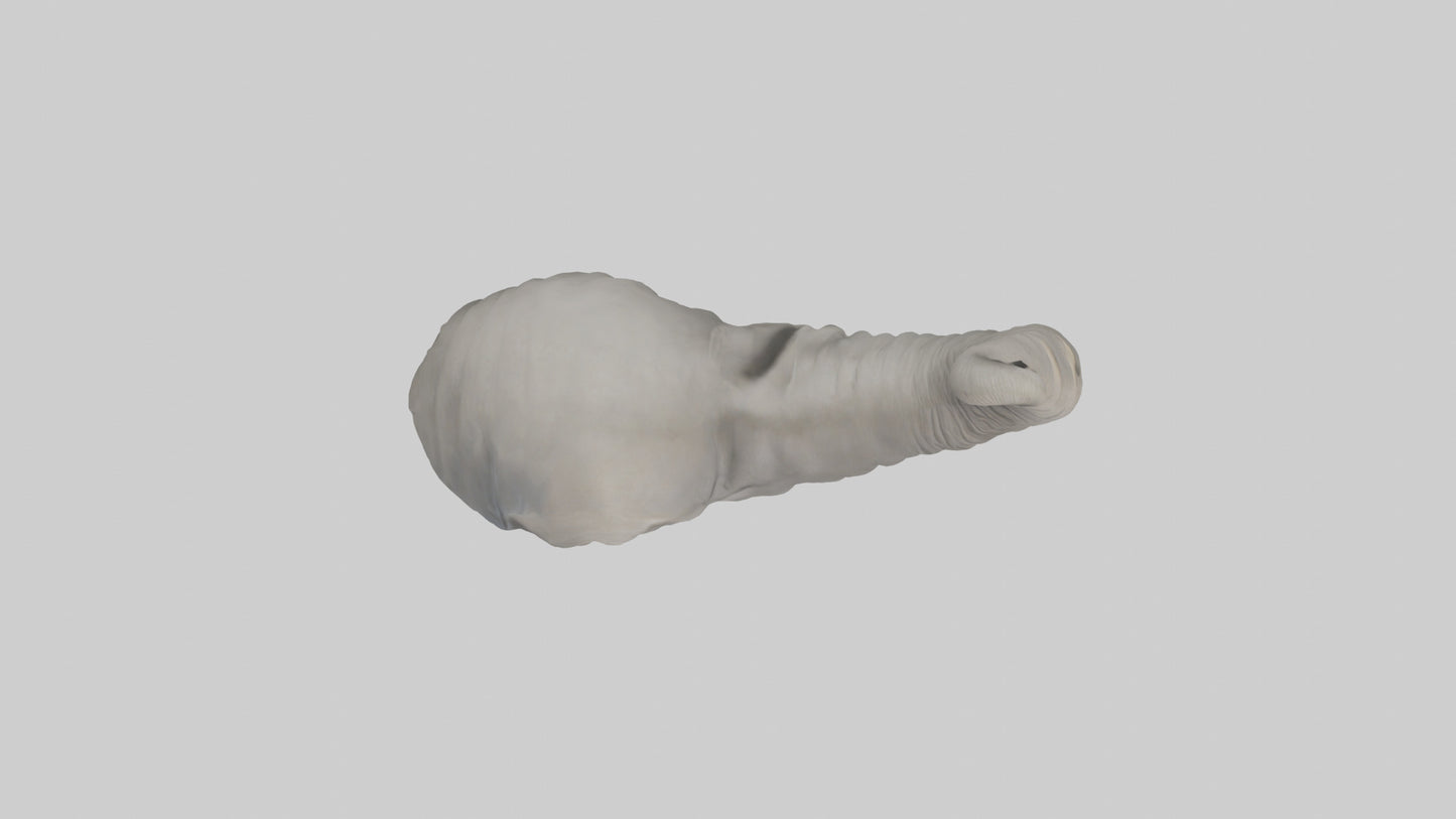 Elephant Trunk Model 3D model