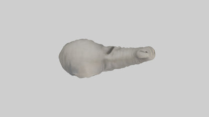Elephant Trunk Model 3D model