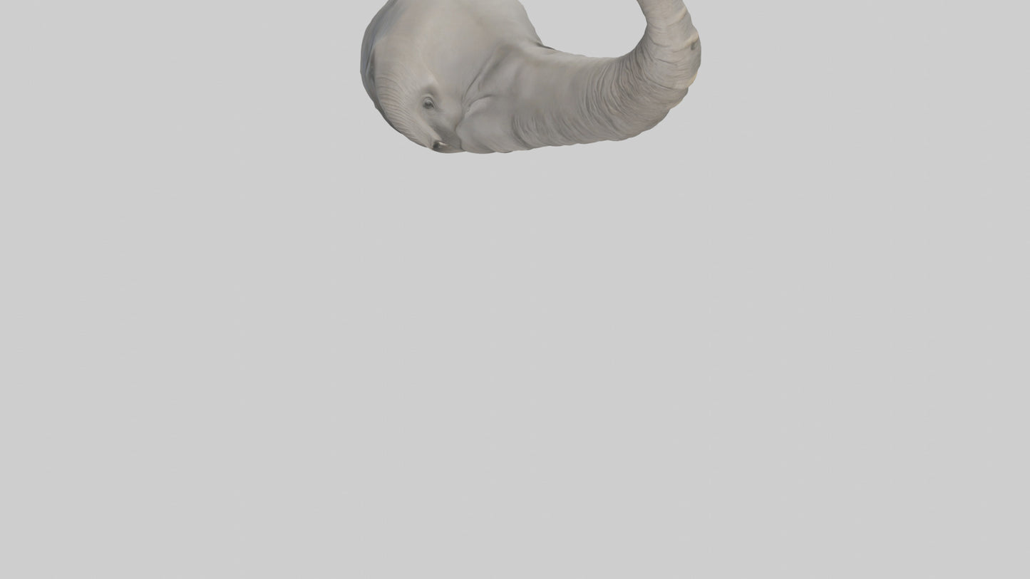 Elephant Trunk Model 3D model