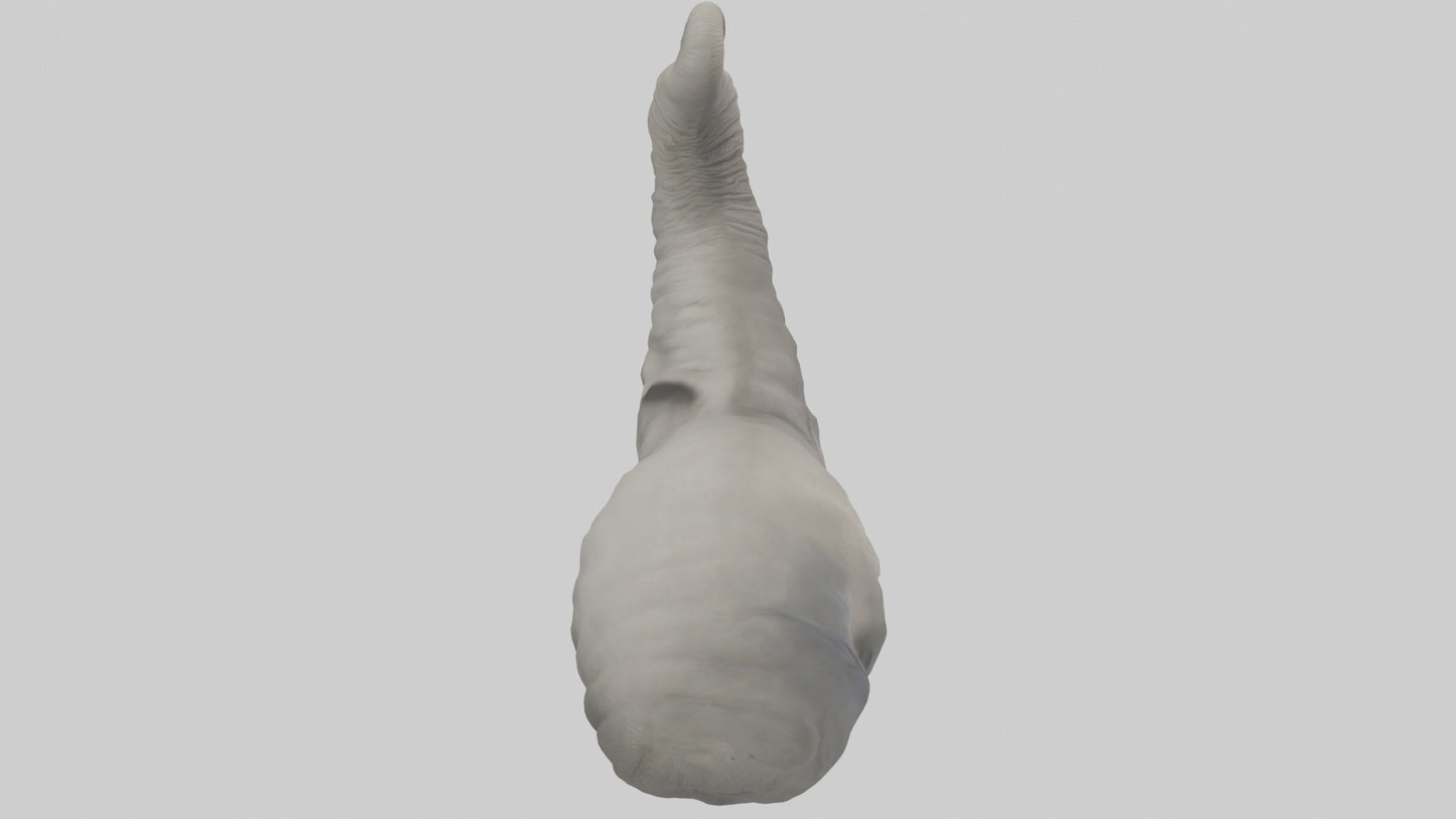 Elephant Trunk Model 3D model