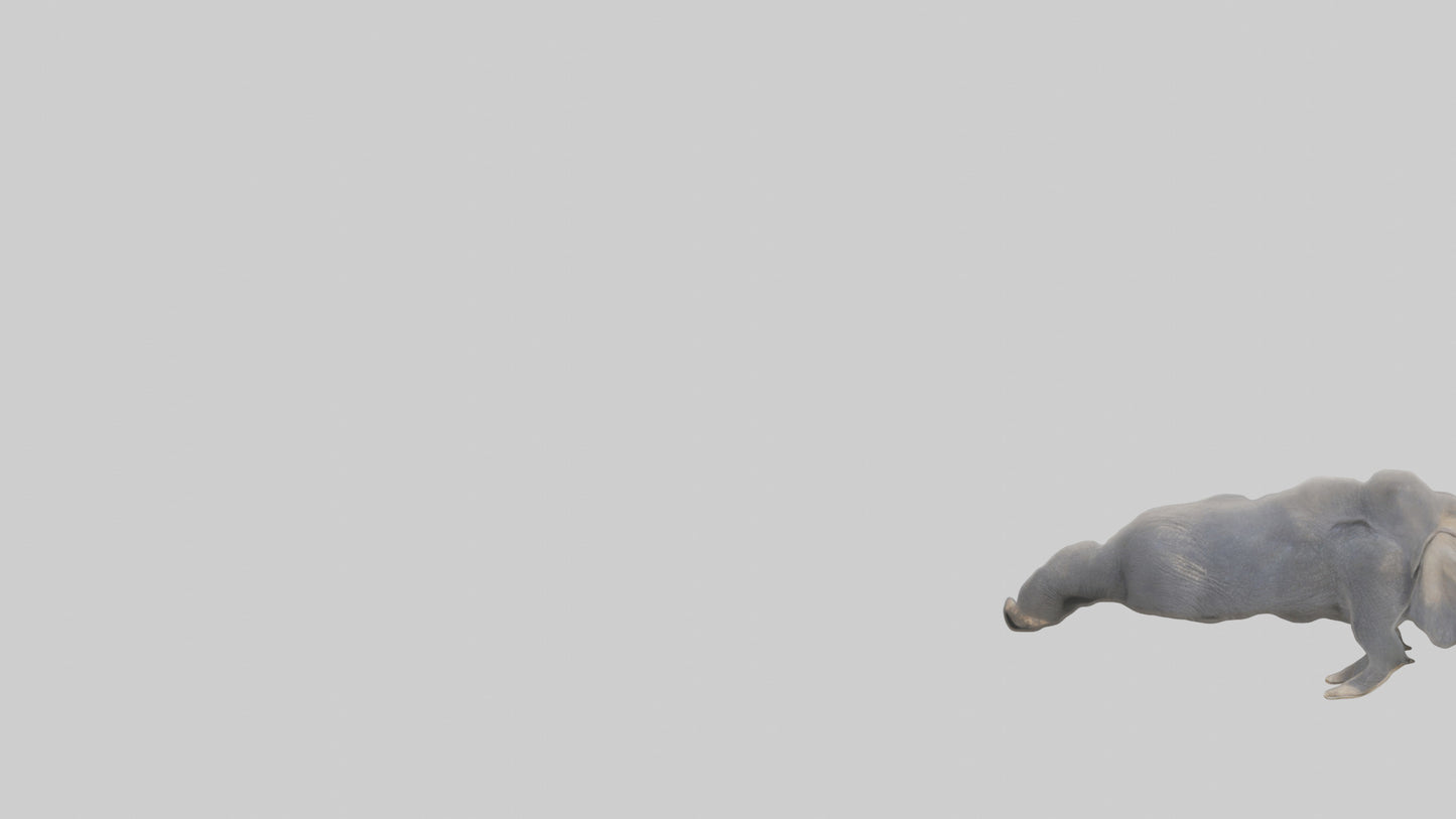 Elephant Trunk Model 3D model