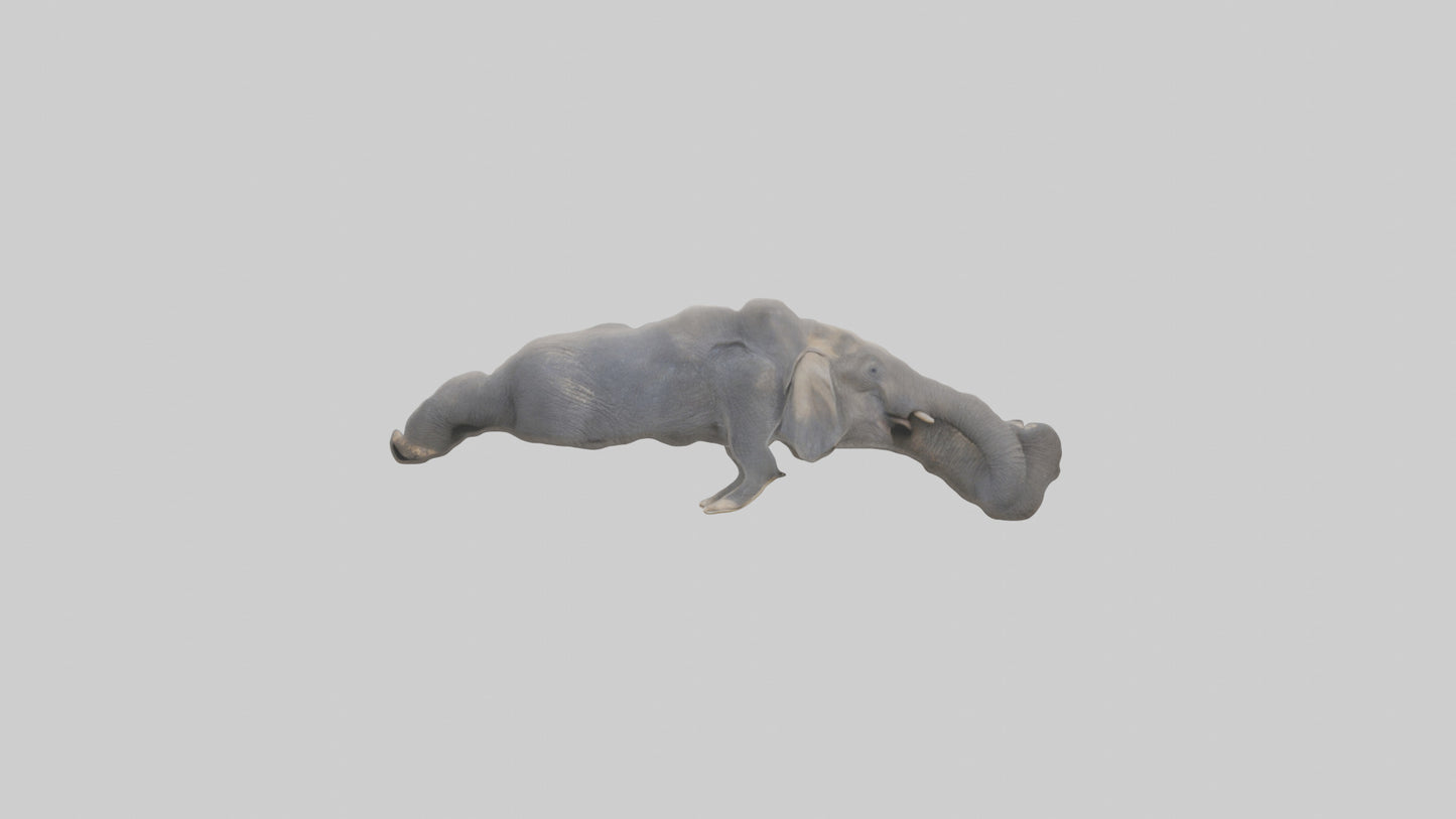 Elephant Trunk Model 3D model