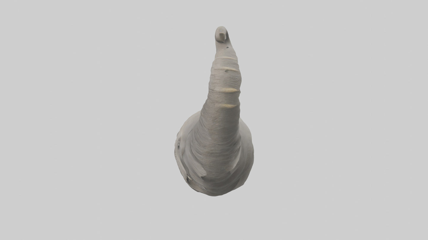 Elephant Trunk Model 3D model