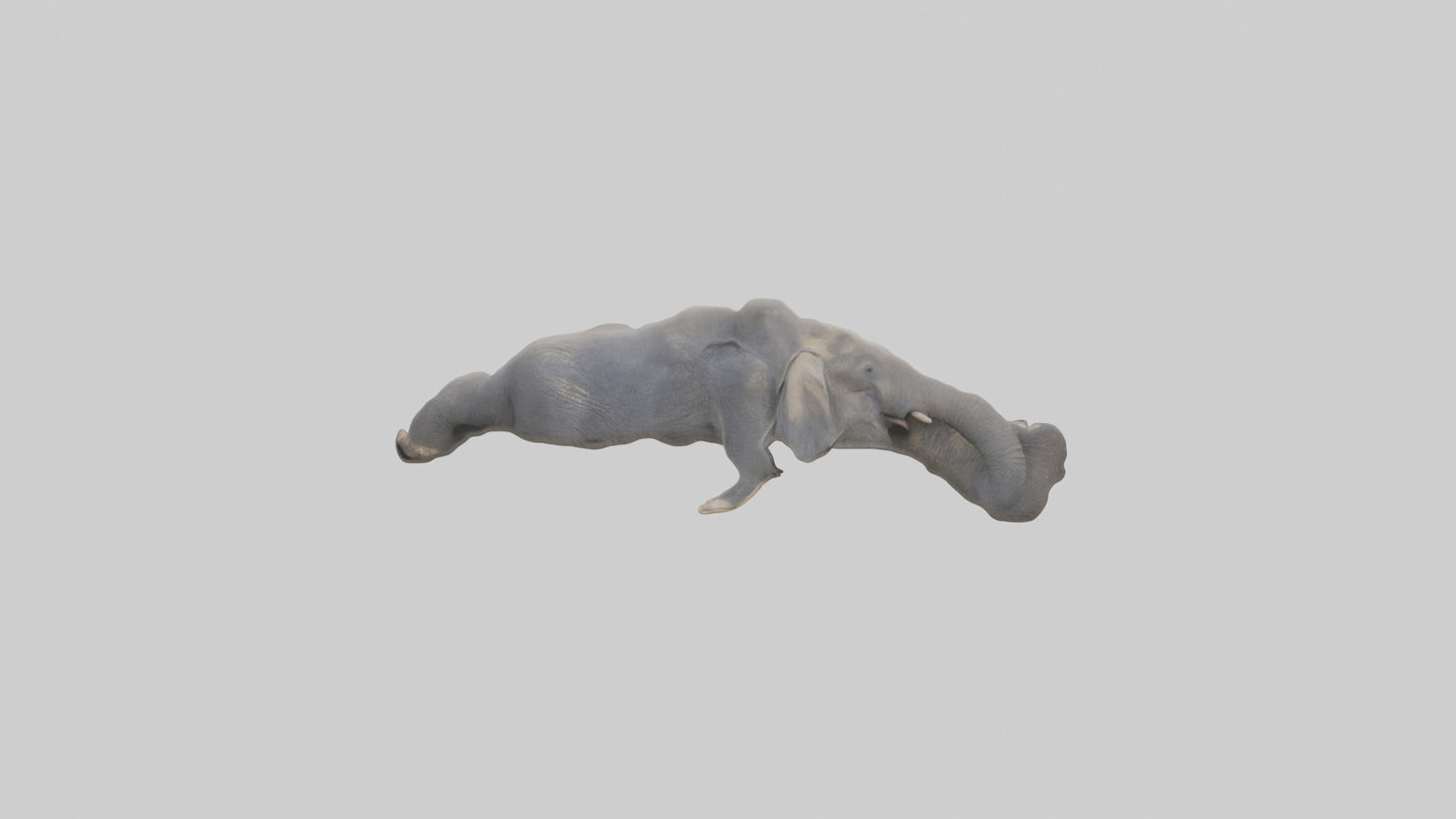 Elephant Trunk Model 3D model