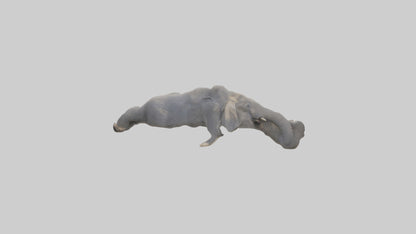 Elephant Trunk Model 3D model