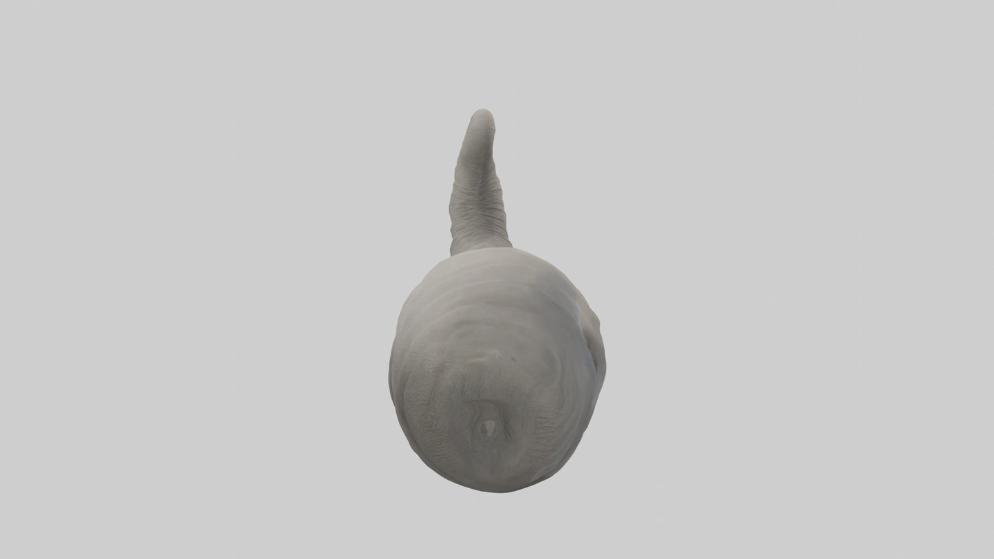 Elephant Trunk Model 3D model